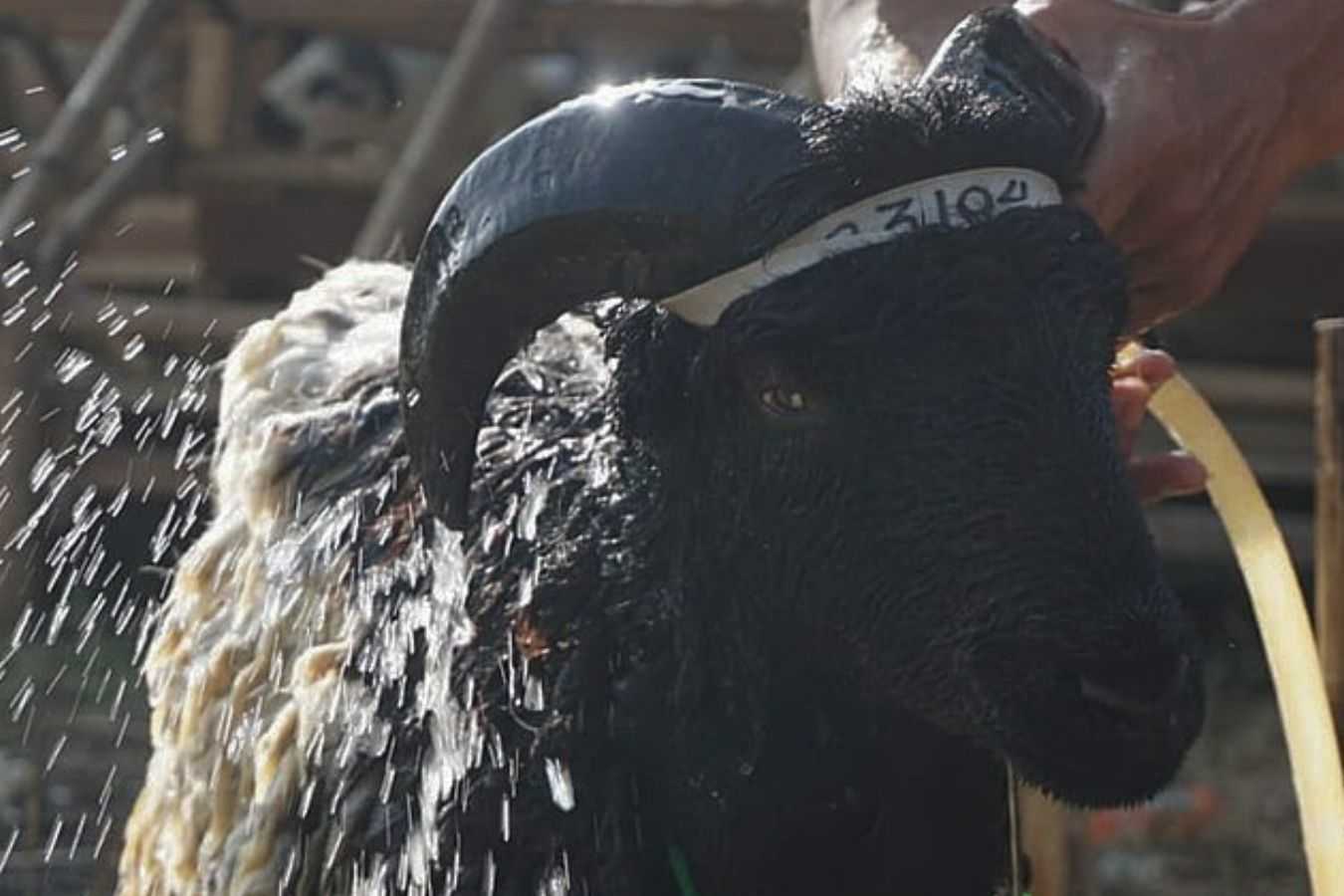 Domba Garut: Sejarah, Ciri Fisik, Fungsi, Harga, dan Budaya (Panduan Lengkap)